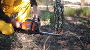 Best Storm Damage Tree Cleanup  in Kutztown, PA